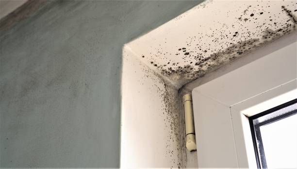 Trusted Myrtletown, CA Mold Removal Experts