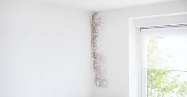 Best Comprehensive Air Testing for Mold Contaminants  in Myrtletown, CA