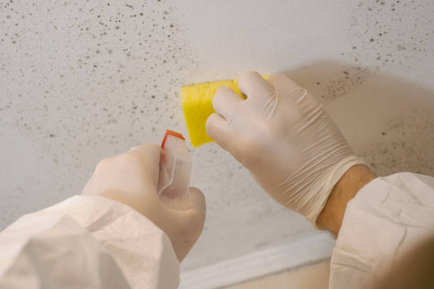 Best Emergency Mold Remediation  in Myrtletown, CA