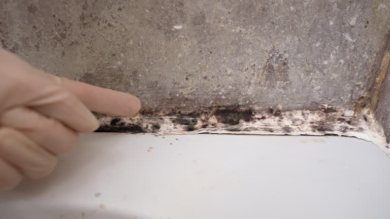 Best Attic Mold Removal  in Myrtletown, CA