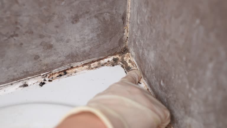 Best Industrial Mold Remediation  in Myrtletown, CA